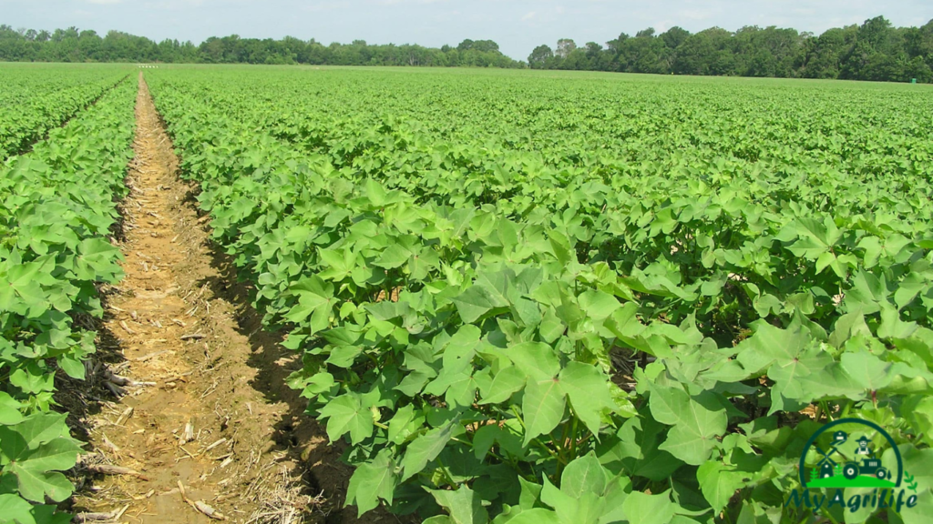 cotton farming