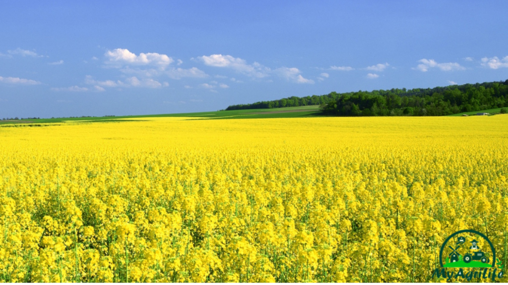 mustard farming