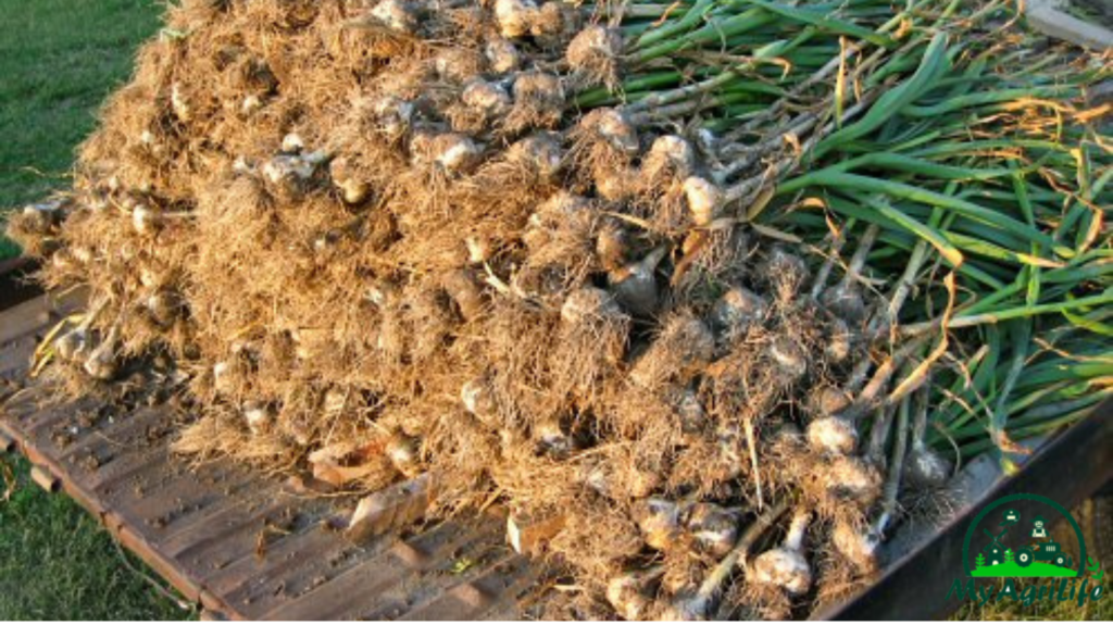 Garlic farming