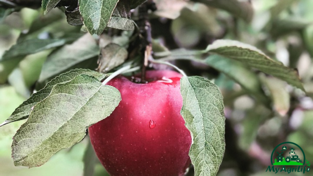 apple farming