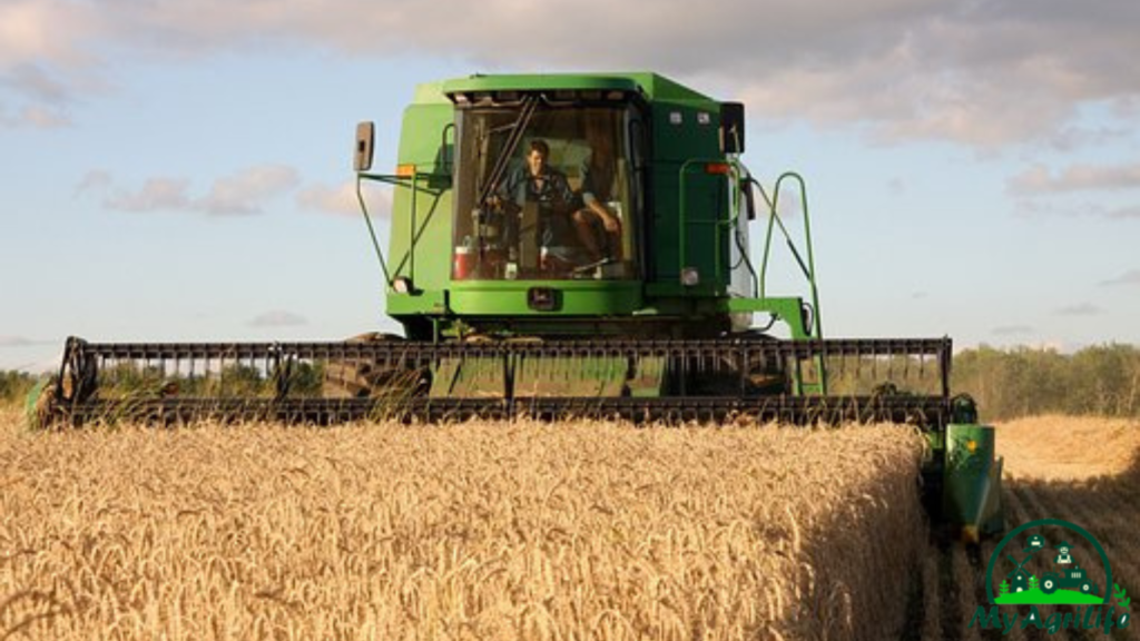 wheat farming