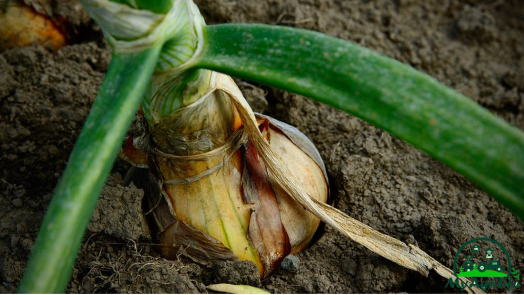 onion farming