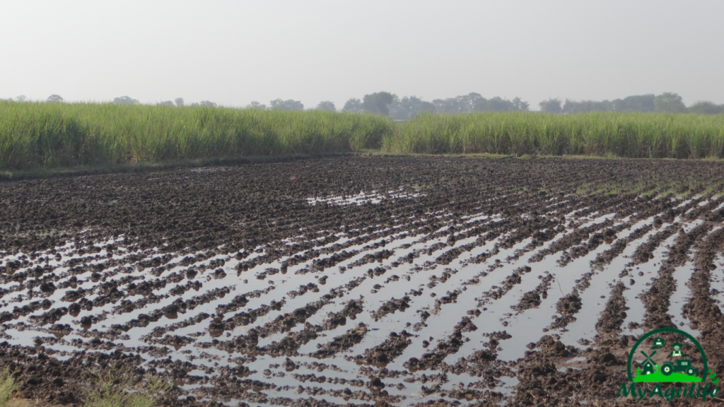 sugarcane farming