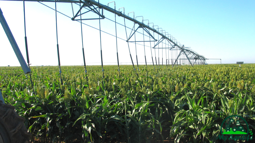 Sorghum farming