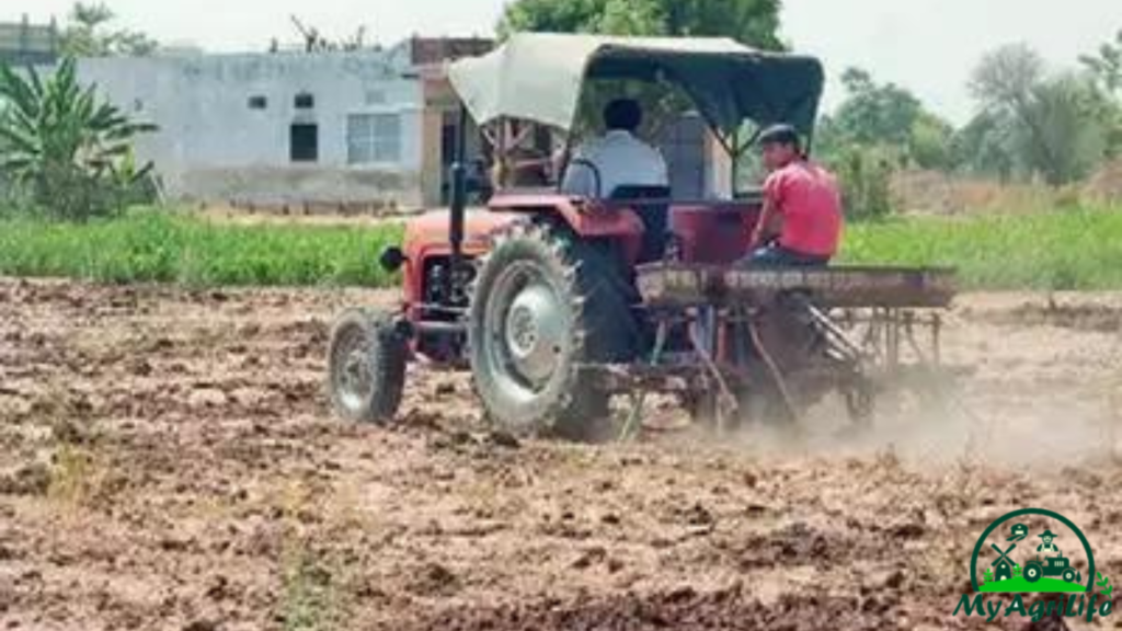 Garlic farming