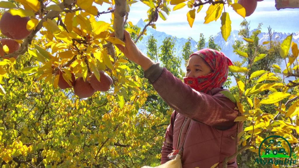 apple farming