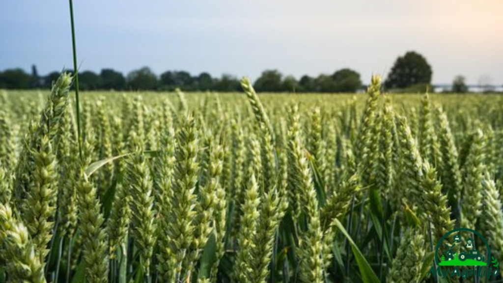 wheat farming