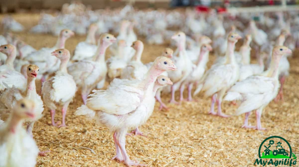 How to Start Poultry Farming in Israel