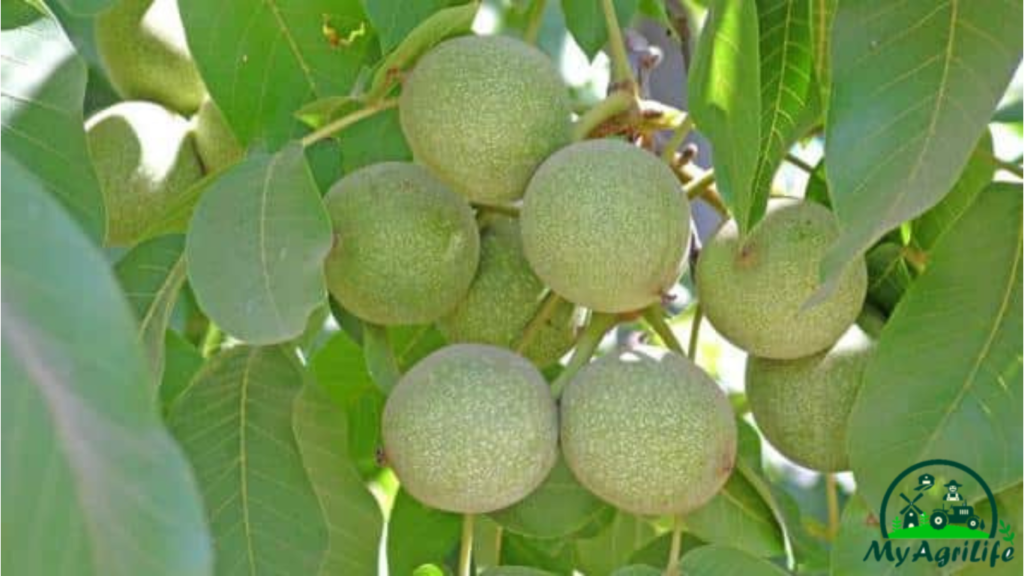 Walnut Farming