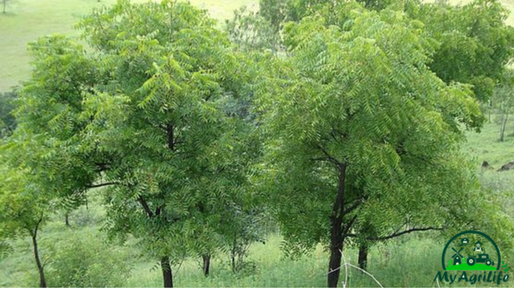 Neem Tree Farming