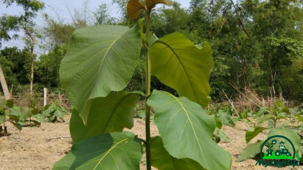 Teak Farming