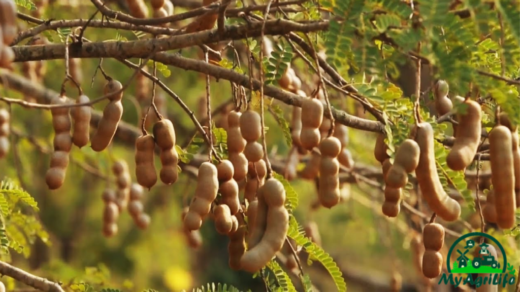 Tamarind Farming