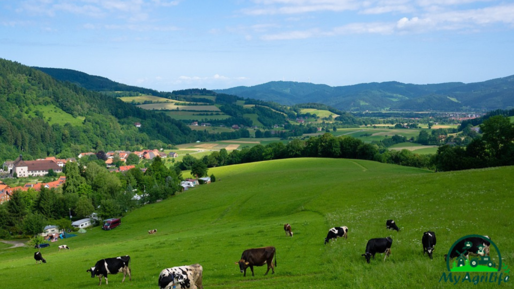 Dairy Farming