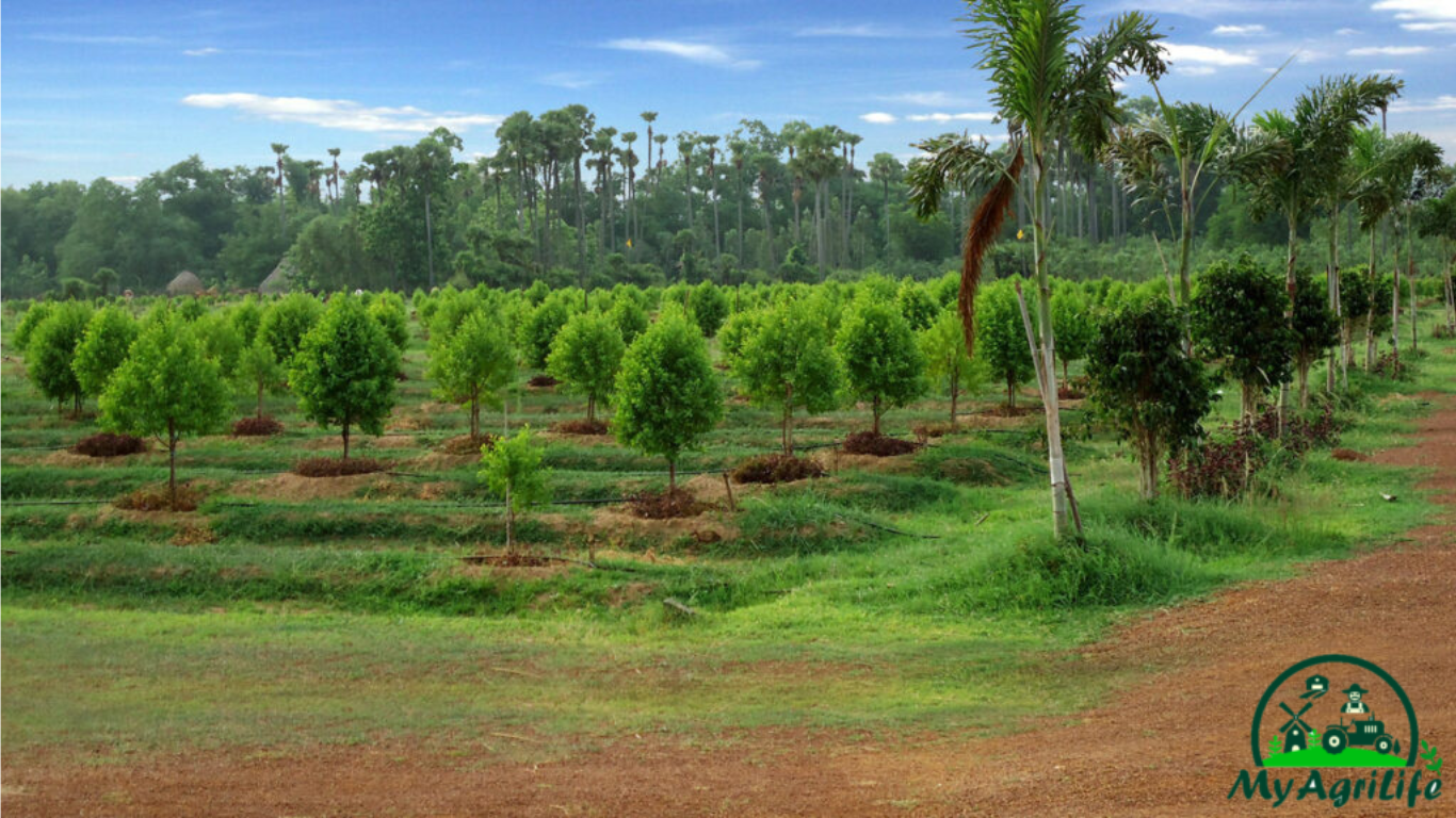 Police Officer Does Sandalwood Farming to Help UP Village Earn More