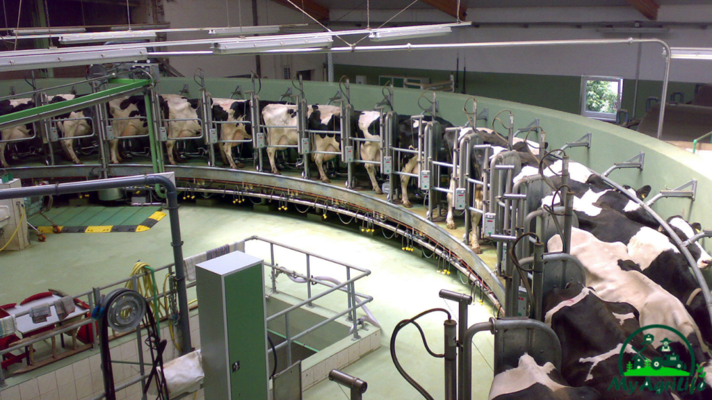 Dairy Farming