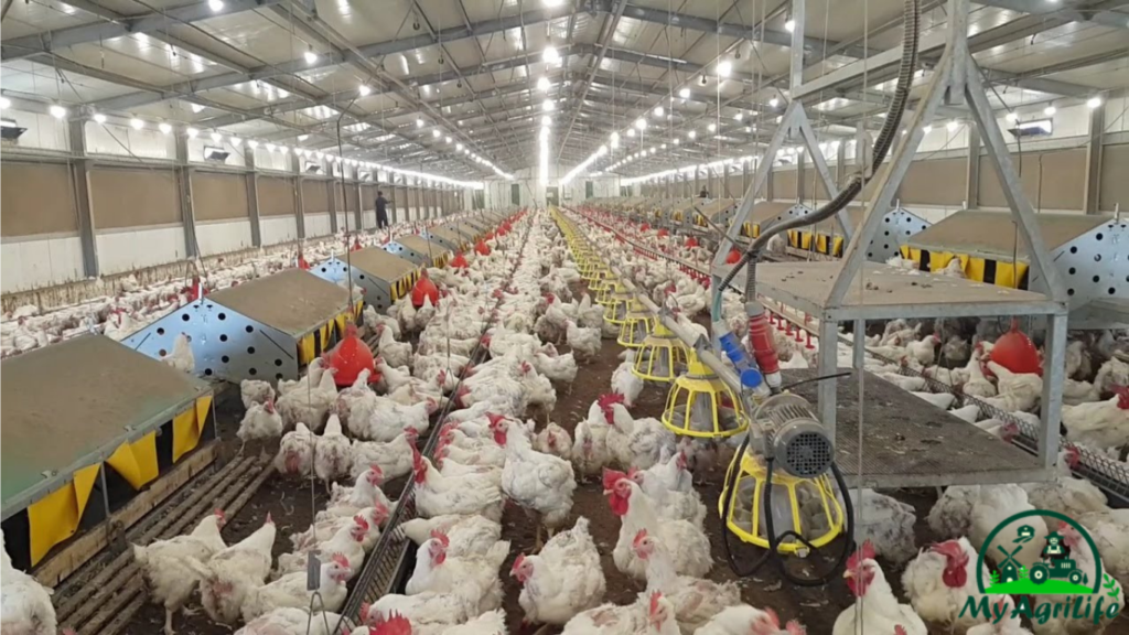 Poultry Farming in Israel