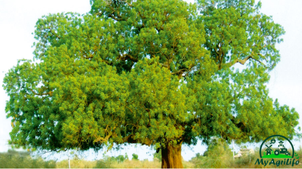 Neem Tree Farming