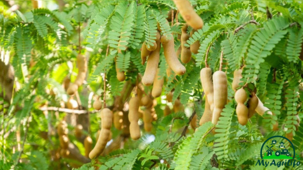 Tamarind Farming