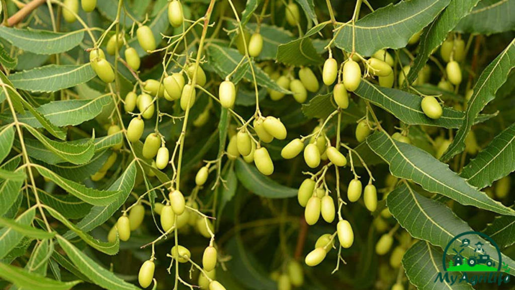 Neem Tree Farming