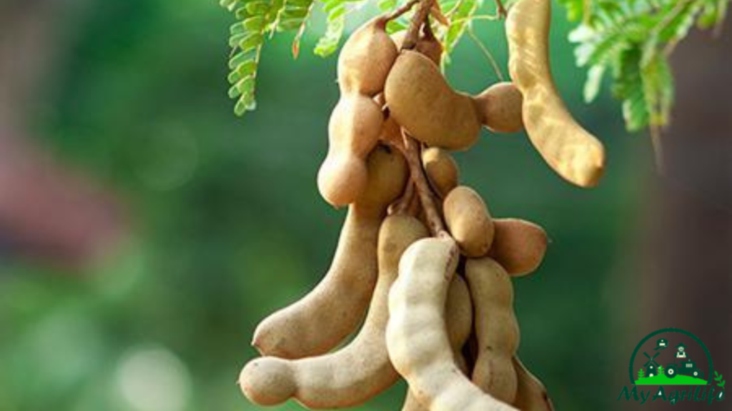 Tamarind Farming