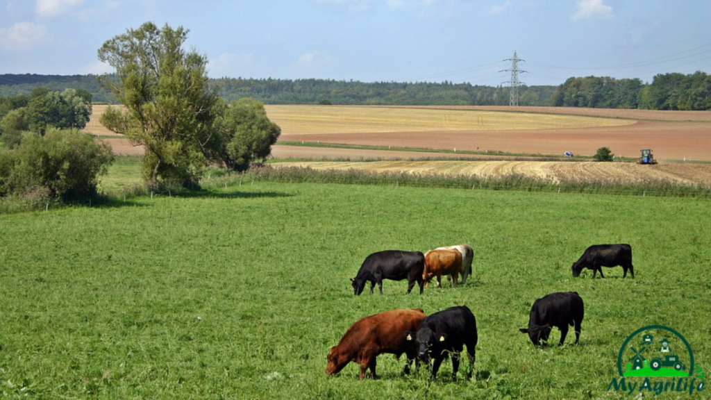 Dairy Farming