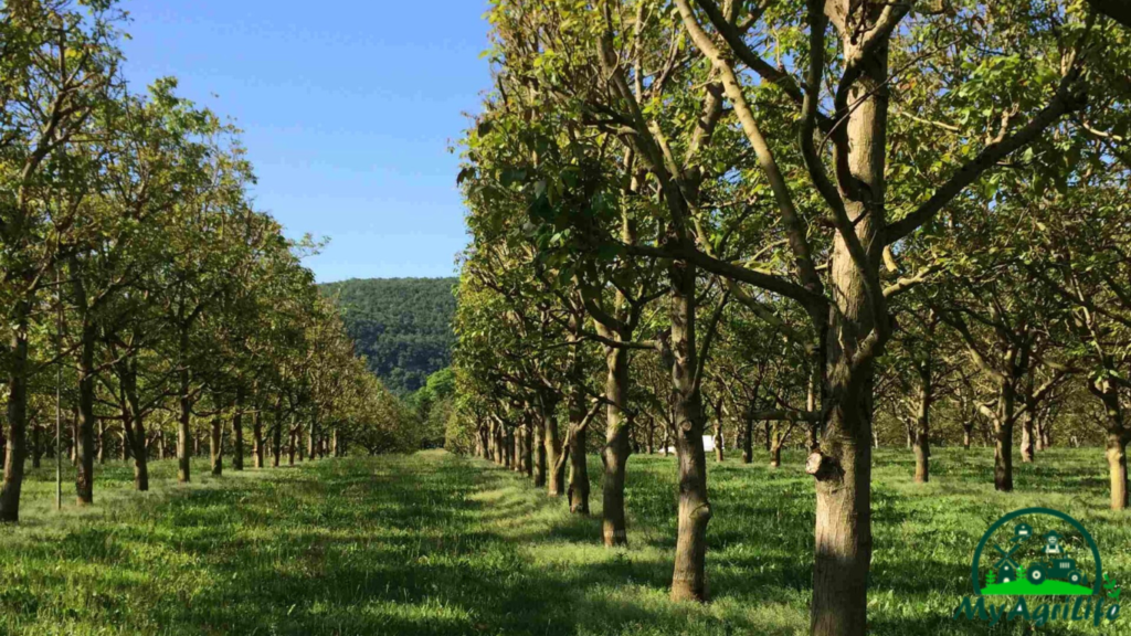 Walnut Farming