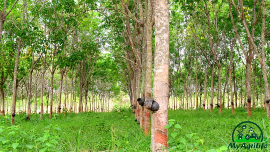 Rubber Farming