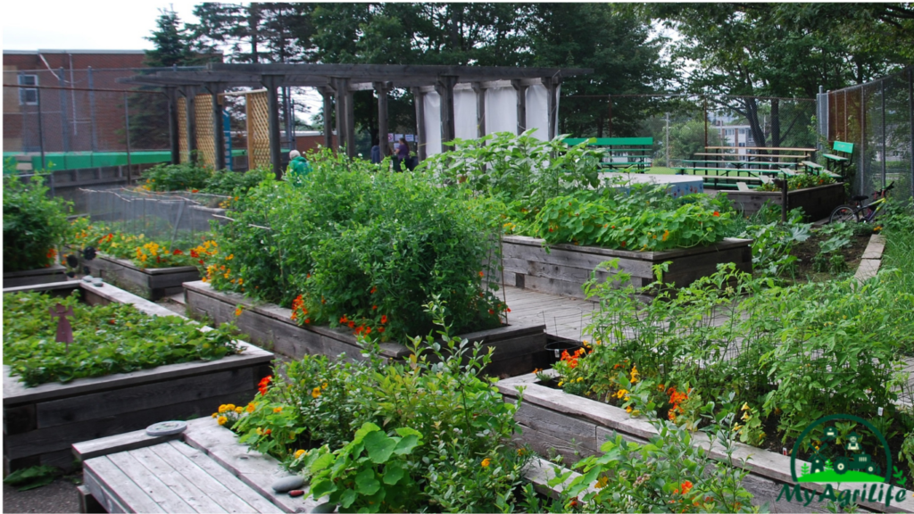 Community gardens