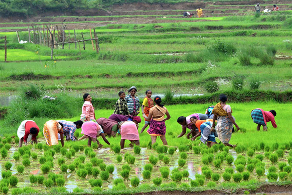 Women's Role in the Agricultural Revolution