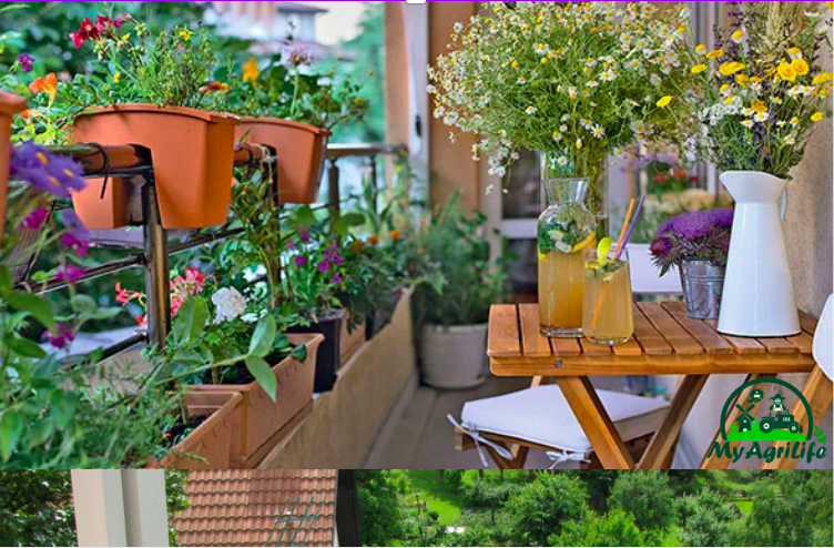 Balcony Gardening